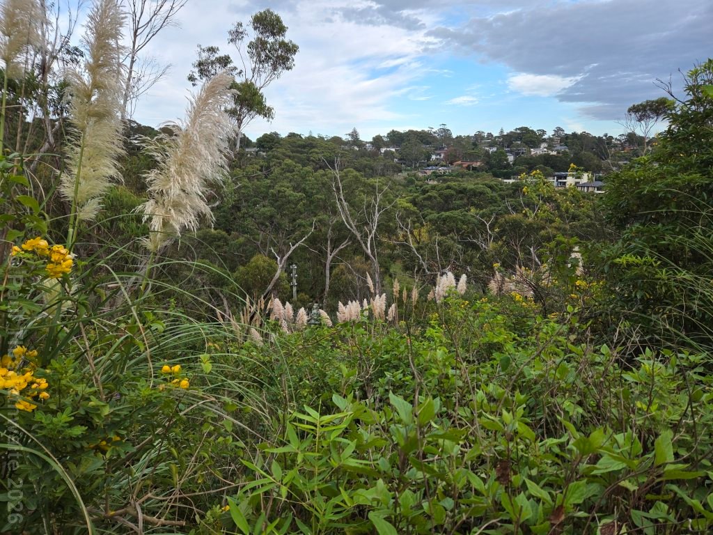 Before: Cortaderia selloana