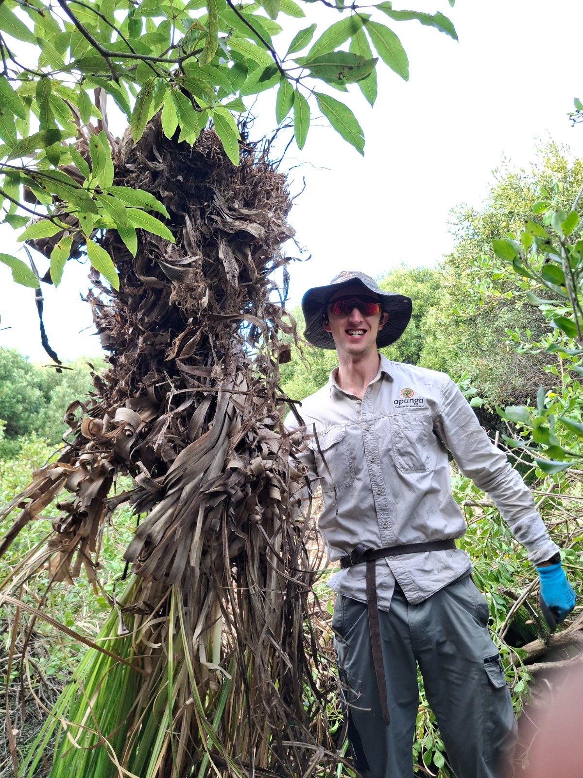 Cortaderia selloana removed by Aidan
